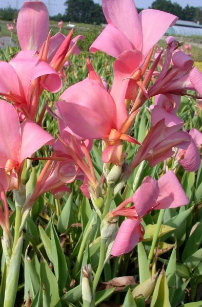 Canna 'Erebus'