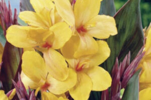 Canna 'Ra'