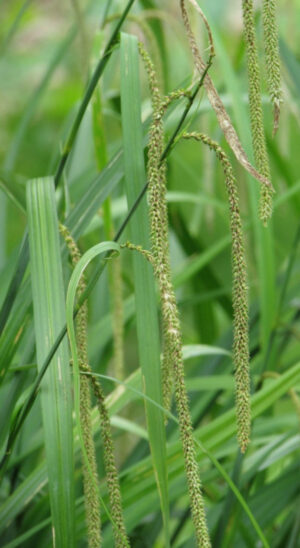 Carex pendula