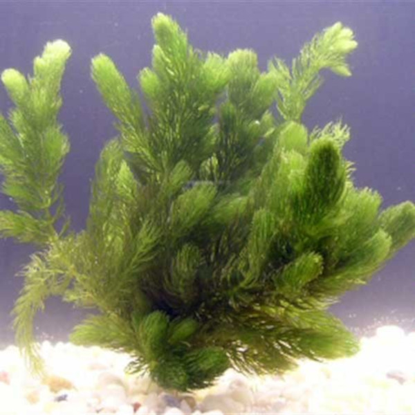 Ceratophyllum demersum