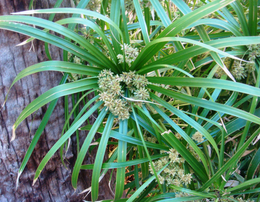 Cyperus alternifolius - immagine 2