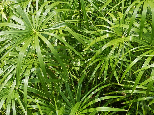 Cyperus alternifolius