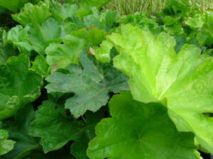 Darmera peltata