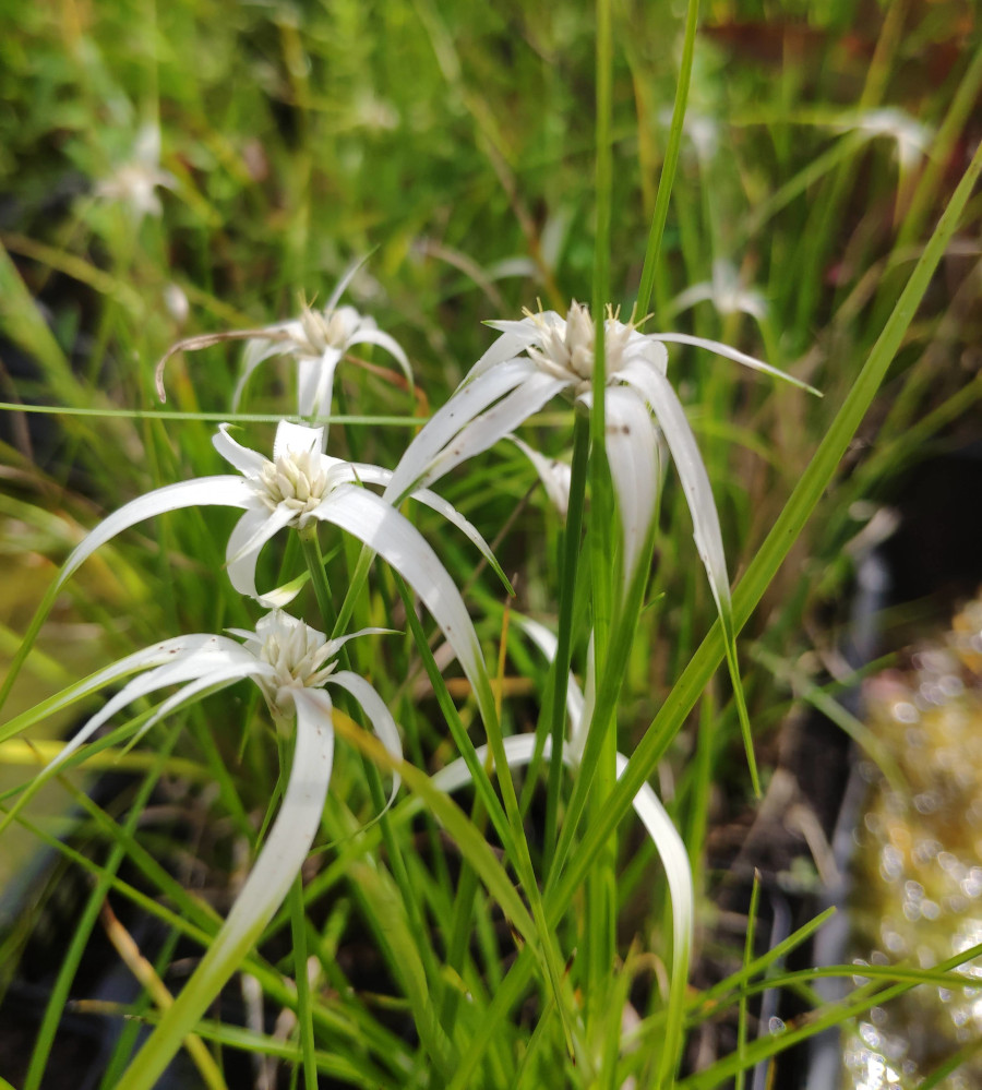 Dichromena colorata (sin. Rhynchospora colorata) - immagine 2