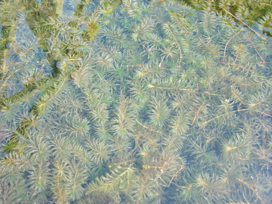 Elodea canadensis