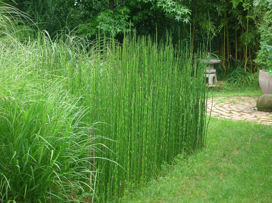 Equisetum hyemale - immagine 2