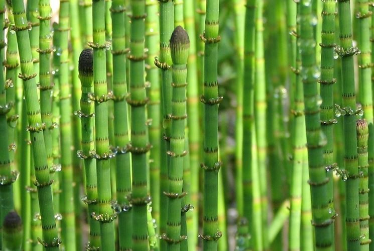 Equisetum hyemale - immagine 3