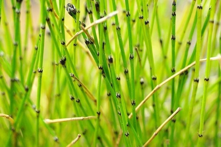 Equisetum scirpoides - immagine 2
