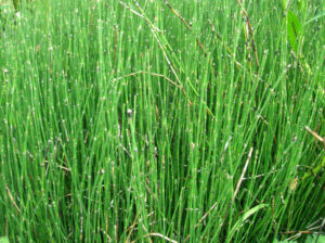Equisetum scirpoides
