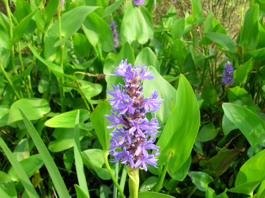 Pontederia cordata - immagine 2