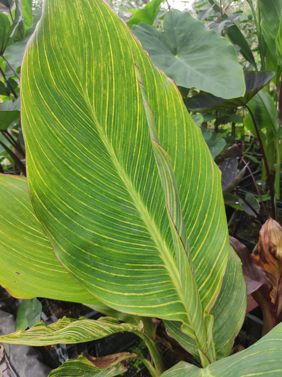 Canna 'Pretoria' - immagine 2