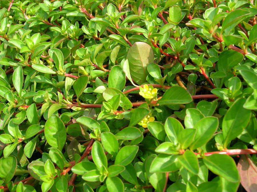 Ludwigia palustris - immagine 2