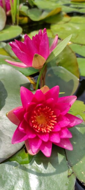 Nymphaea 'Froebeli'