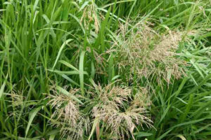 Glyceria aquatica (syn. G. maxima)