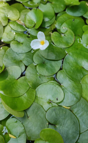 Hydrocharis morsus-ranae