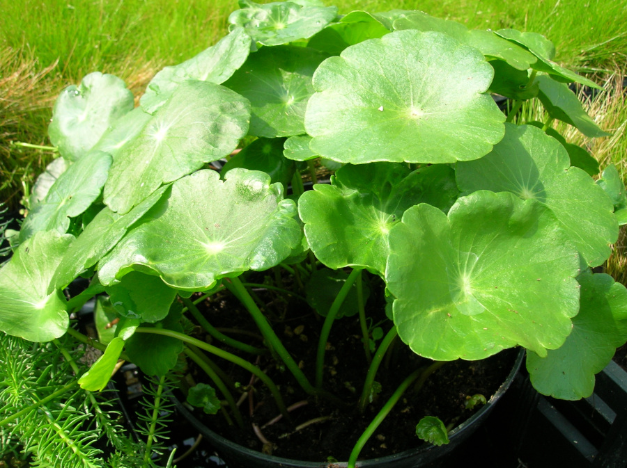 Hydrocotyle vulgaris - immagine 2