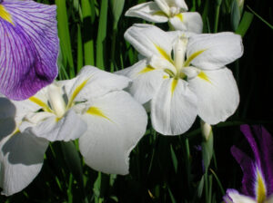 Iris ensata 'Apollo'