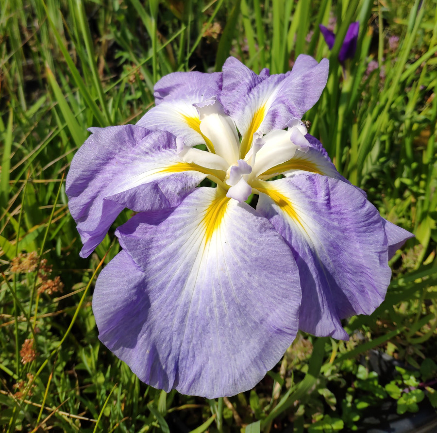 Iris ensata 'Blue Wave'