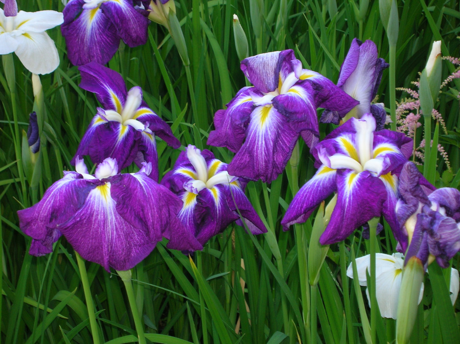 Iris ensata 'Maiko' - immagine 2