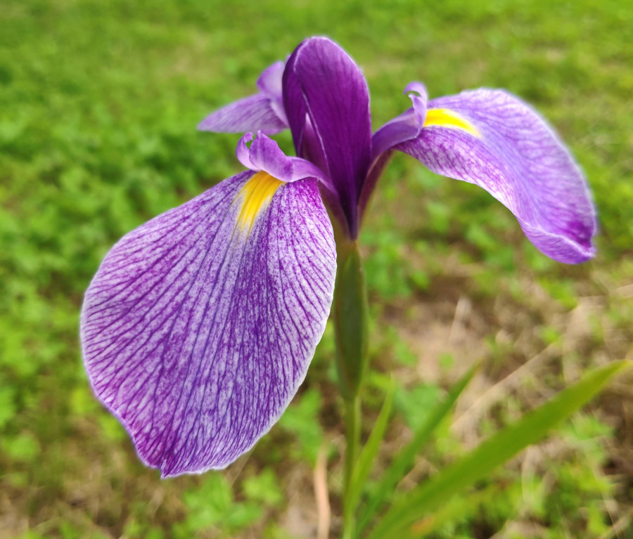 Iris ensata 'Ruby King' - immagine 3