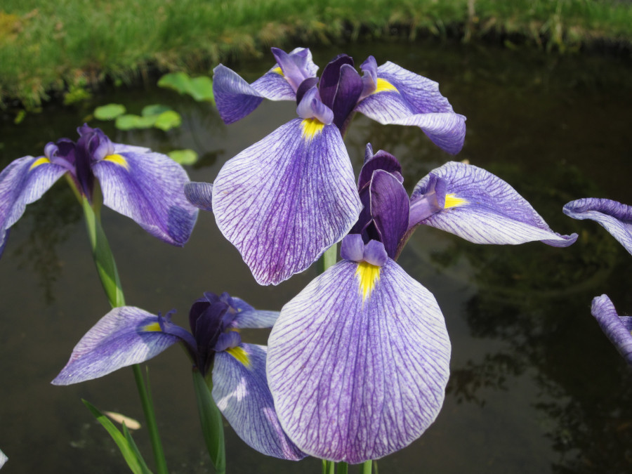 Iris ensata 'Ruby King' - immagine 2