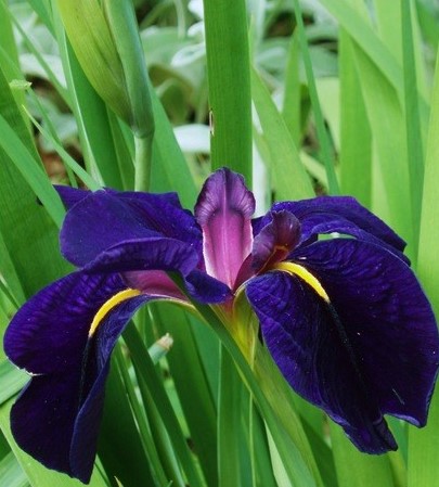 Iris louisiana 'Black Gamecock'