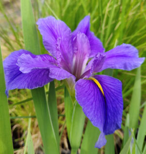 Iris louisiana blu (Sin. Iris giganticaerulea)