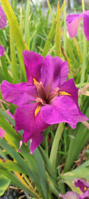 Iris louisiana 'Red Wine'