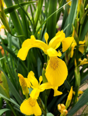 Iris pseudacorus