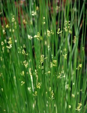 Juncus effusus