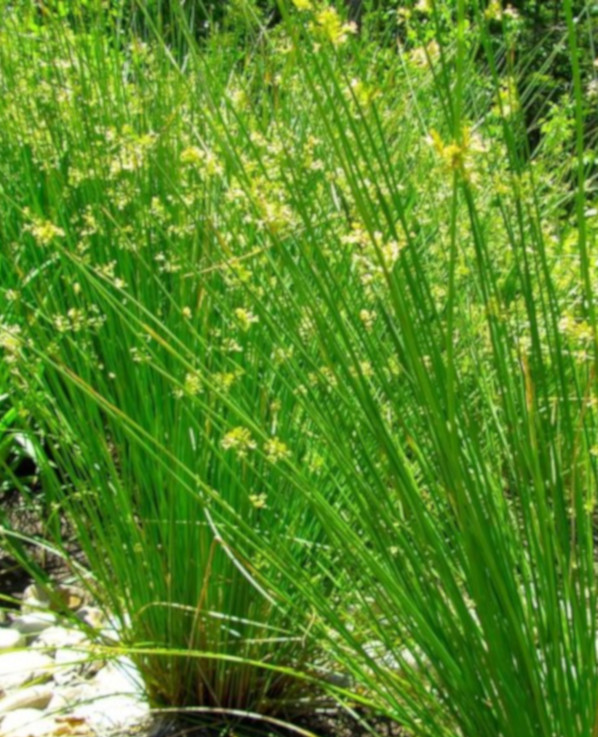Juncus effusus - immagine 2