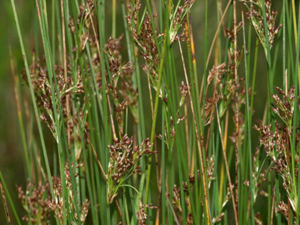 Juncus inflexus
