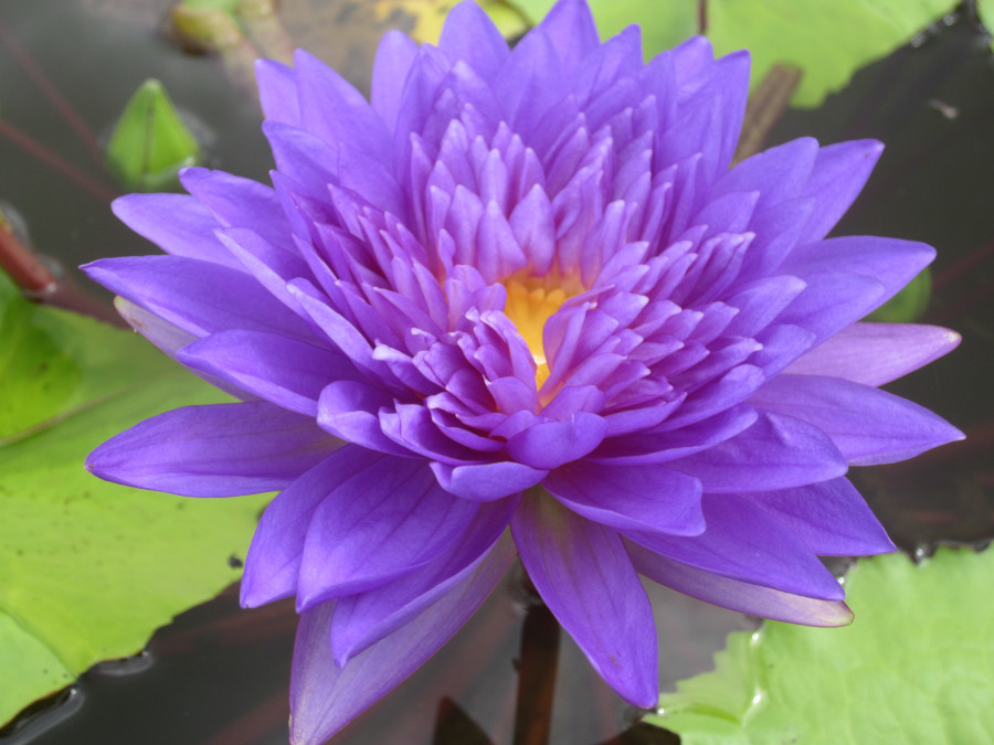 Nymphaea 'King of Siam'