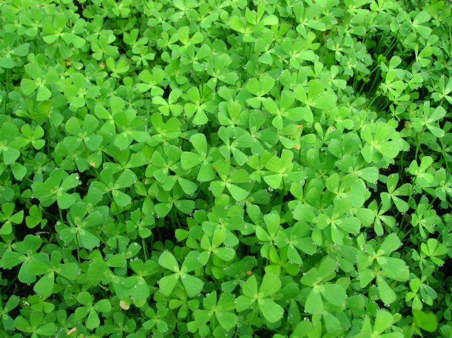 Marsilea quadrifolia
