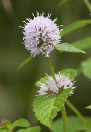 Mentha aquatica