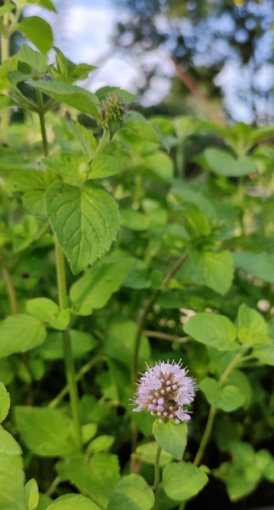 Mentha aquatica - immagine 2
