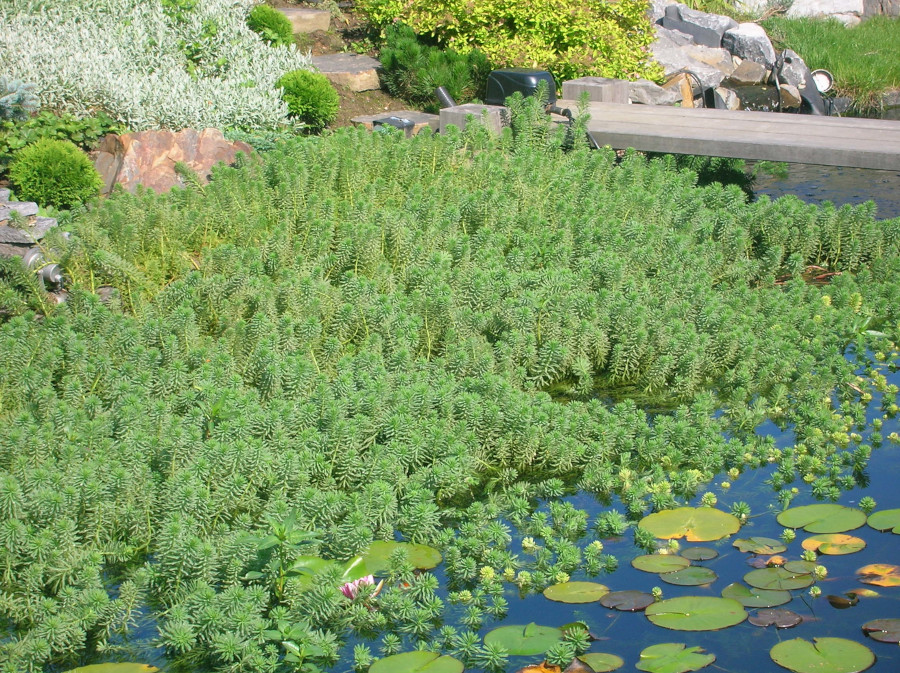 Myriophyllum proserpinacoides - immagine 2