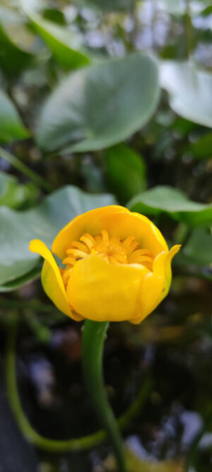 Nuphar lutea