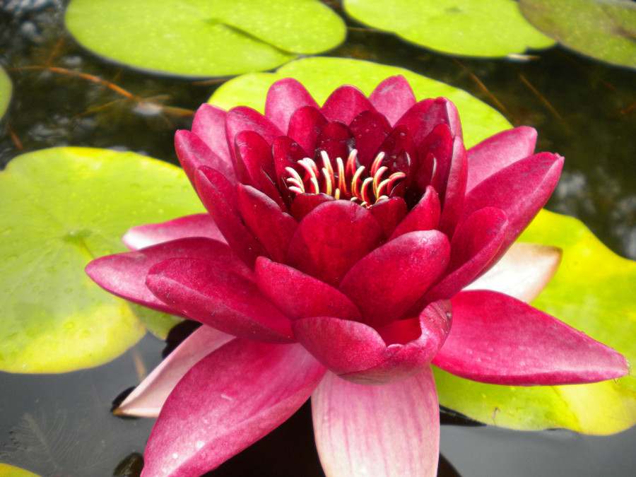 Nymphaea 'Almost Black' - immagine 2