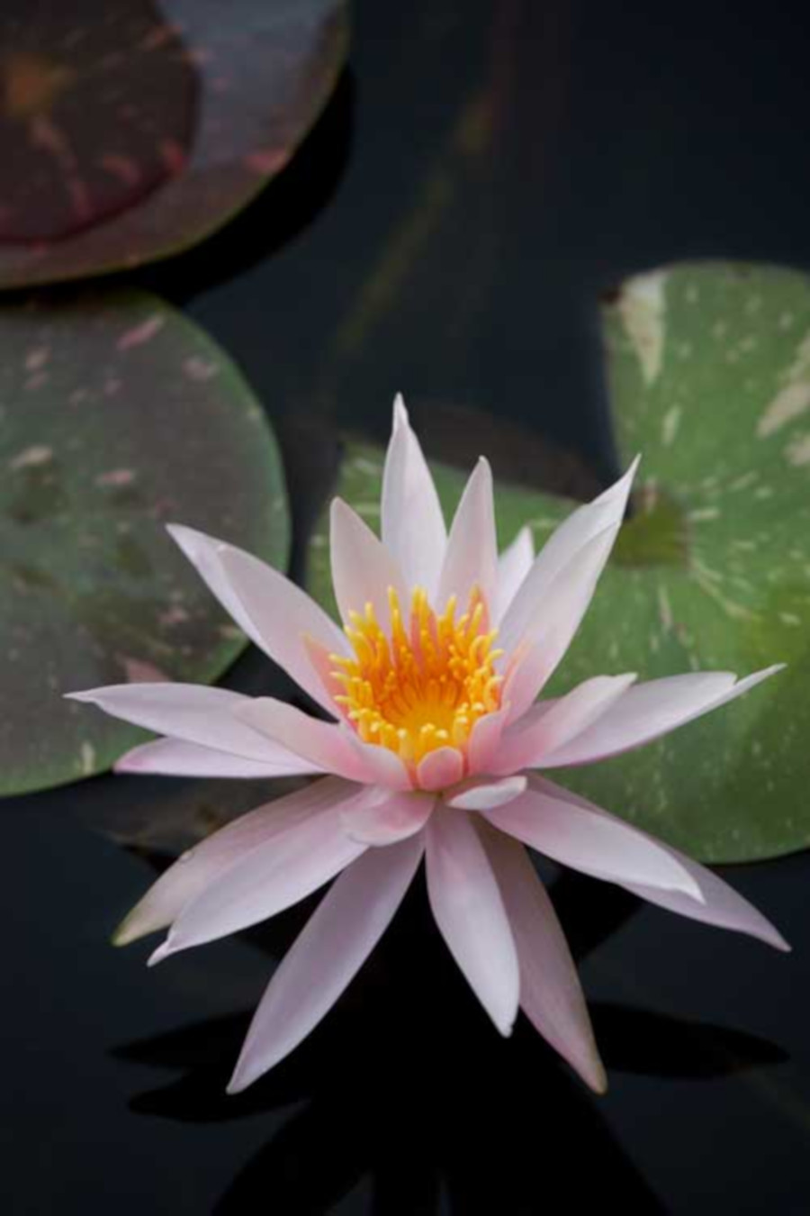 Nymphaea 'Arc-en-Ciel'