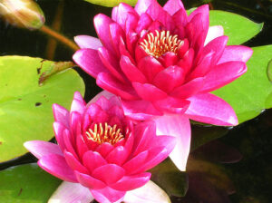 Nymphaea 'Attraction'