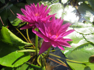 Nymphaea 'Bull's Eye'