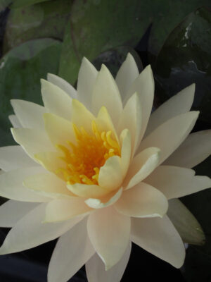 Nymphaea 'Carolina Sunset'