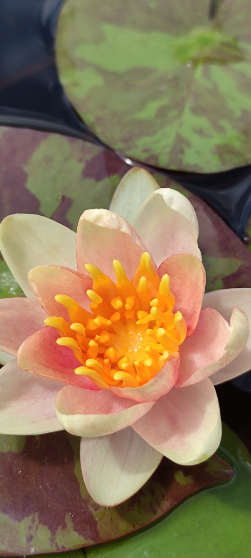 Nymphaea 'Chrysantha' - immagine 2
