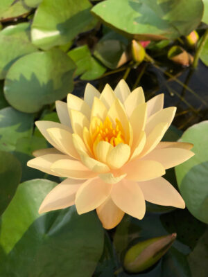 Nymphaea 'Clyde Ikins'