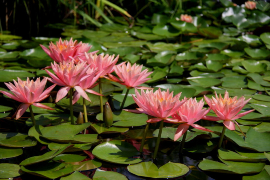 Nymphaea 'Colorado' - immagine 2