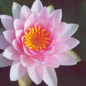 Nymphaea 'Darwin'