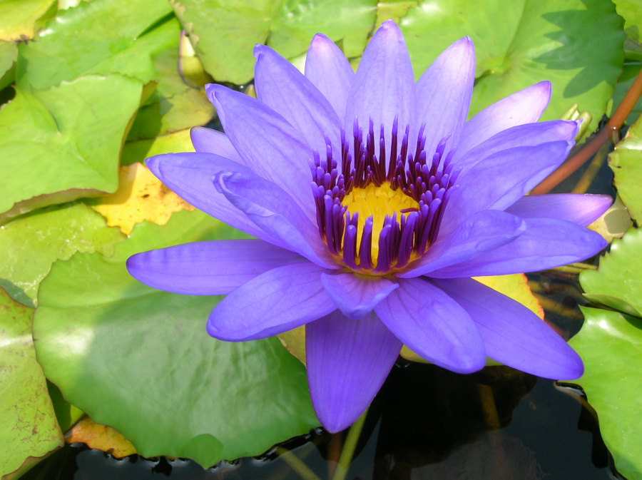 Nymphaea 'Director George T. Moore'