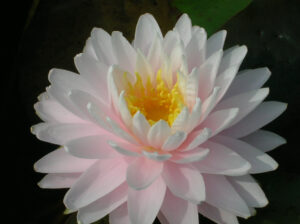 Nymphaea 'Gloire du Temple sur Lot'