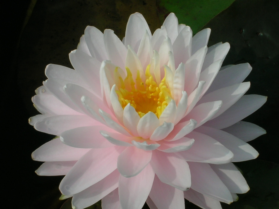 Nymphaea 'Gloire du Temple sur Lot'